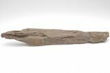 Fossil Mosasaur (Platecarpus) Upper Jaw Section - Kansas #207910-3